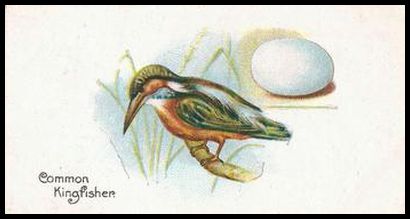 44 Common Kingfisher